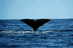 Whales sounding...